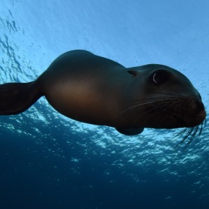 Sea lion Sea lion dive