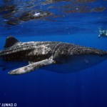 Whale shark and Sea lion combo