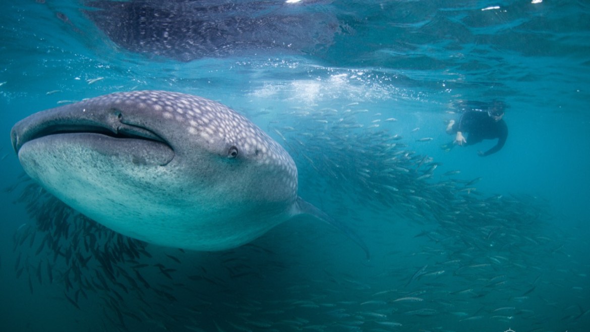 Whale shark/ Sea lion Snorkel Combo