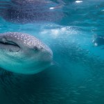 Whale shark/ Sea lion Combo